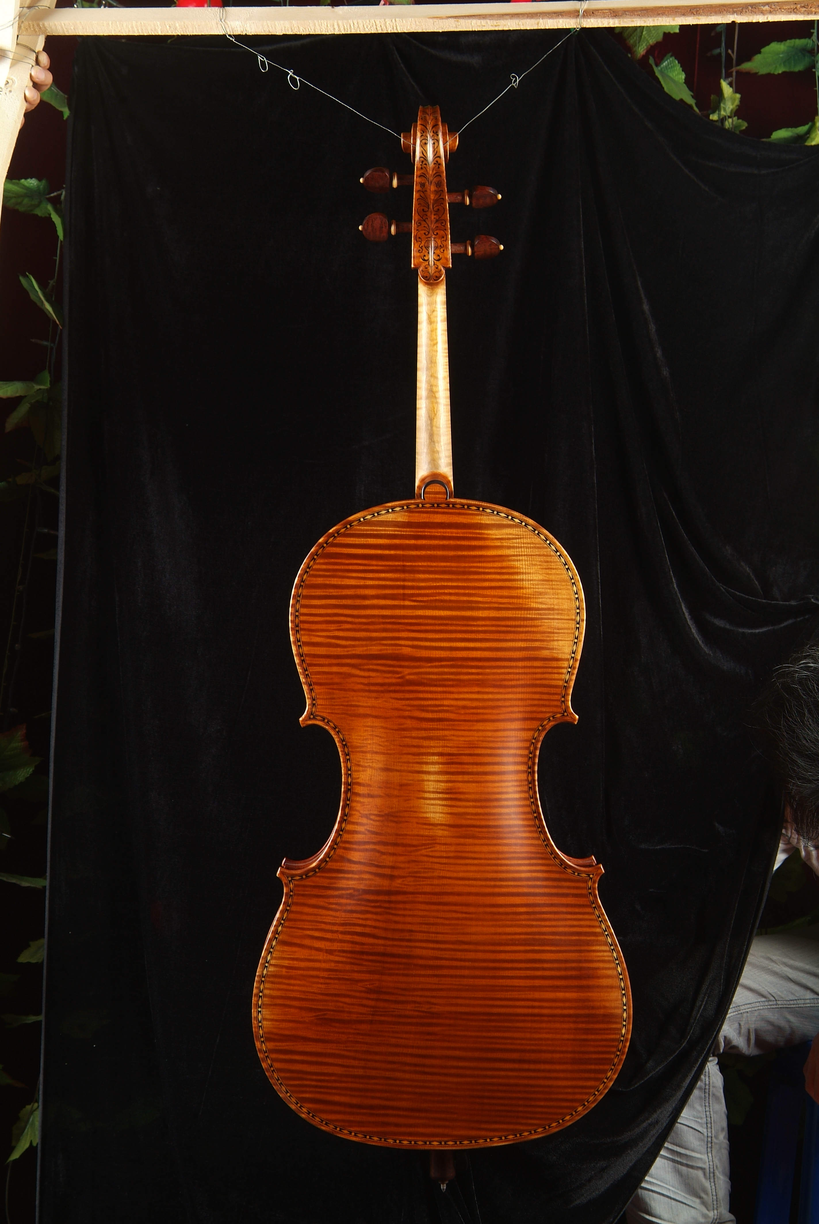 大提琴Hellier琴型背面