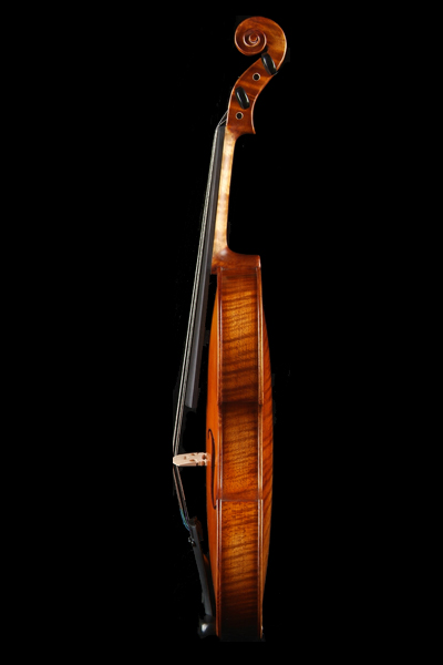 Viola hornless piano type b